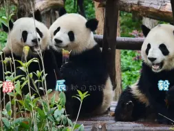 25.3.31 我们的良辰美静又同框了，三小只乖乖的吃笋笋，文静北辰娇毅