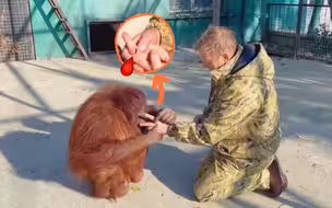 当猩猩丹娜发现我手上的伤口时……