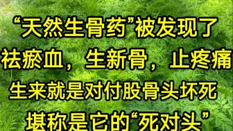 “天然生骨药”被发现，去淤血、生新骨、止疼痛，生来就是对付股骨头坏死，堪称是它的“死对头”