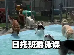 夏天到啦！狗狗日托游泳班也开课啦！