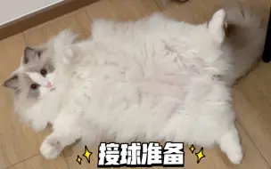 大肚腩猫咪～黄油手接球～