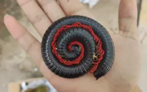 可以当宠物饲养的大型马陆，性格简直不要太好！