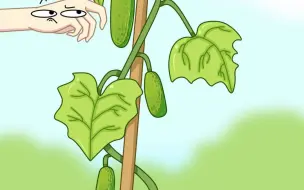 黄瓜是为什么叫黄瓜