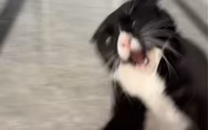和奶牛猫互扇