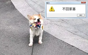 养了一只不爱回家的柯基。兄弟  回家吃饭了