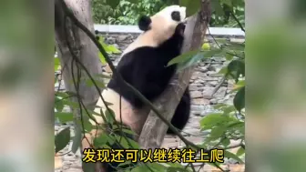 6月14日:福宝营业第三天火力全开，人里人气爬树翻滚玩得很开心