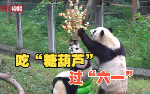 重庆大熊猫宝宝吃上了“糖葫芦”