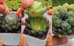 一个视频学会多肉繁殖的各种方法，一盆变一堆，多到没地放！