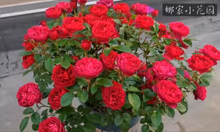【黑红果汁】我种过的最美的红色阳台系列月季，它是唯一