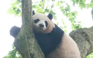【梅兰肉肉】小公主又森胖气咯，怎么办，在线等，谁来哄哄呀！阿肉嗯嗯嗯叫个不停，没有一桶笋笋、两个果果、三个南瓜拖鞋，看样子很难收场啊！