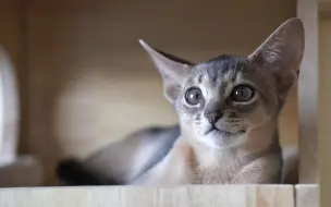 【幼年阿比纯享】猪脏粉（续）