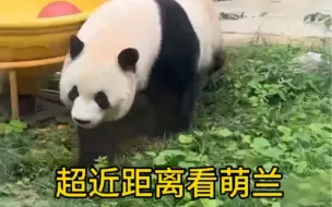 9月17日早上的萌兰，第二波，么么儿检查秋千，走进游客，超近距离看大么么 #大熊猫萌兰 #西直门三太子 #看见熊猫