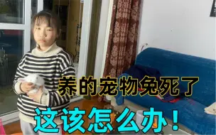 女儿养的宠物兔死了，女儿放学回家看到如此伤心，妈妈不知所措了