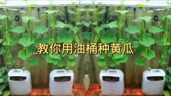 跟我一起学习种小黄瓜
