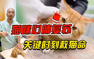 30s学会猫咪心肺复苏，关键时刻救猫命！