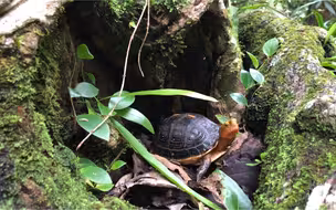 大山里的黄缘闭壳龟