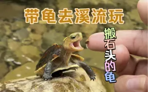 出生又咬我！搬石头的龟，带龟溪流游泳