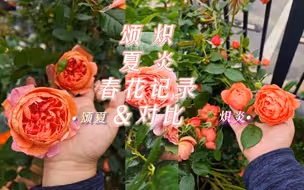 颂夏春花记录以及与炽炎春花的对比