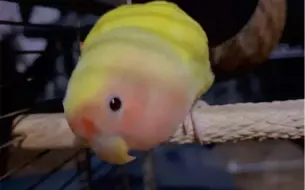 中头彩了！家里牡丹鹦鹉会说话咬字清晰看完哦！