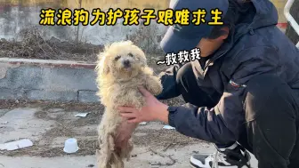 疑似怀孕的流浪狗，浑身毛发严重打结几乎掉光，为活下去艰难觅食