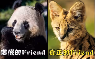 【泛式】花40元进动物园吸薮猫，却对大熊猫彻底幻灭？！