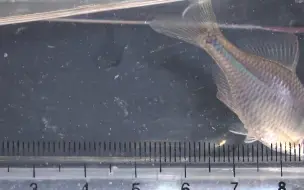 小物钓-【钓章鱼】钓到了很大的鳑鲏