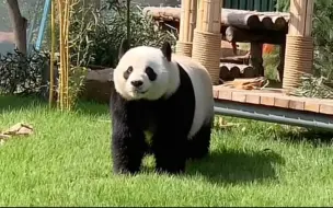 雅吉是一个可爱的小板凳