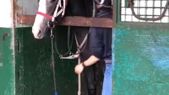 【黄金船产驹】脾气不太好的蜜桃梅尔芭