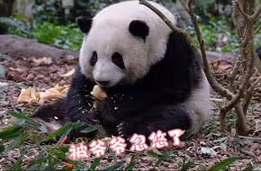 25.03.04 爷爷说那边也可以拍到，过去之后感觉被忽悠了…哈哈