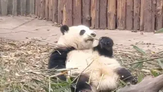 为什么会有这么可爱的生物