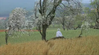 春日麦田上盛开了梨花