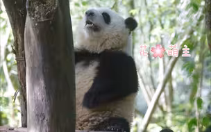 扯嗝儿、磕牙牙。。≈ 卖萌！！【大熊猫和花】