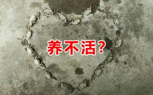 好多人劝我赶紧把螃蟹给吃了！真是的，瞧不起谁呢？