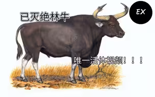 时隔半个世纪，已灭绝柬埔寨林牛唯一留下的活体影像