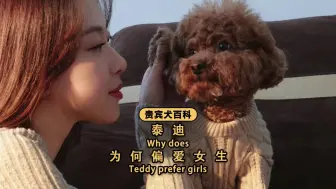 泰迪为何更偏爱女生？绝大多数的人都不清楚