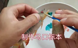 尝试做一条鱼标本