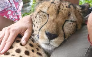 猎豹咕噜咕噜叫，一个可爱的大猫视频汇编