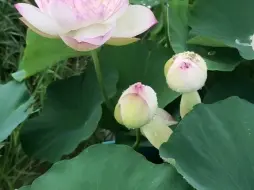 最美不过巨无霸，好看又好玩