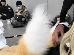 论忍冬是如何给铃兰梳尾巴毛的
