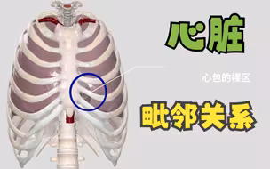 [医学3D]心脏的位置,毗邻的关系