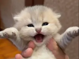 鸭鸭宝宝