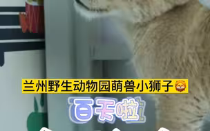 兰州野生动物园萌兽小狮子百天啦，全网征名