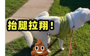 抬 腿 拉 翔 绝 技！