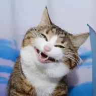 大关毛视频中的猫咪头Rexie