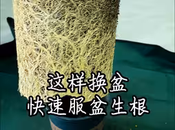 换盆后快速服盆生根技巧