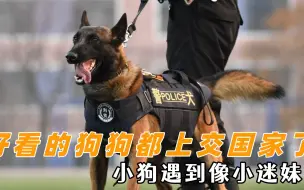 好看的狗狗都上交国家了:小狗像小迷妹