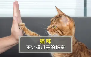 为什么猫咪不让你摸爪子？都是这几个原因