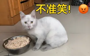 家猫体验了一天流浪猫的生活，回家后换了一只猫！