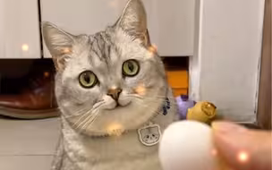 一只猫咪如何孵两颗蛋……