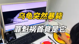 养龟人注意！这个隐疾如果忽视，后果很严重！